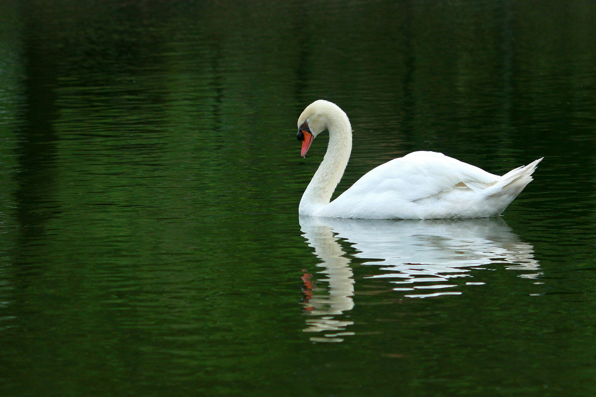 swan
